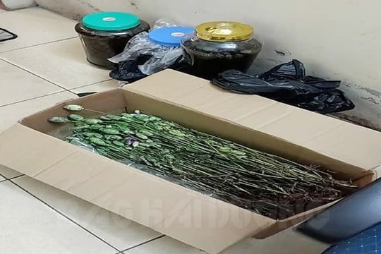 Bắt một phụ nữ cất giấu 3 kg cây thuốc phiện tươi